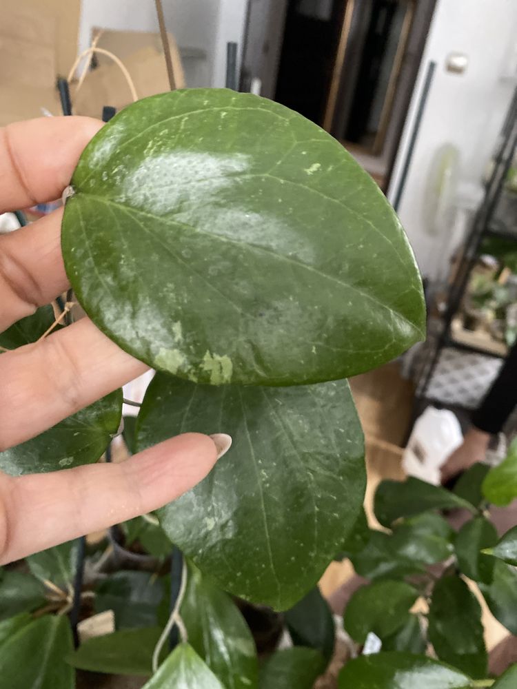 Hoya balaensis splash 1l cw