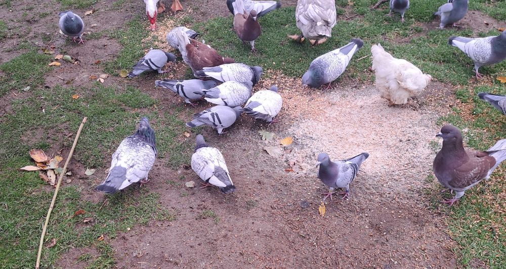 Sprzedam gołębie rysie