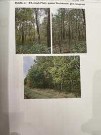 Sprzedam 3.2ha lasu mieszanego Płudy gmina Trzebieszów.