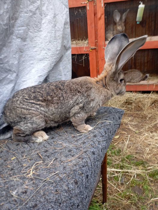 Sprzedam nadwyżkę samiec olbrzyma belgijskiego szarego