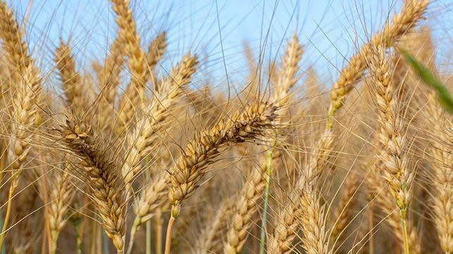 Пшеница , кукуруза
