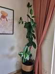 Kwiat doniczkowy ficus zarezerwowany