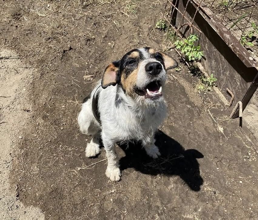 Cãozinho 2 aninhos para adoção responsável