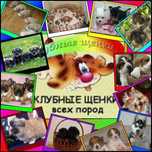Предлагаем клубных щенков