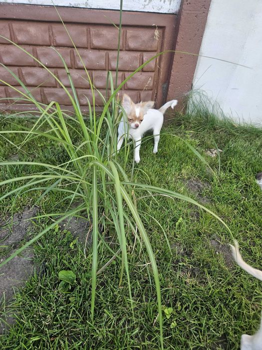 Piesek chiuhuahua długowłosy