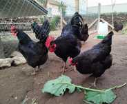 Vendo ovos galados de Jersey Gigante Negro