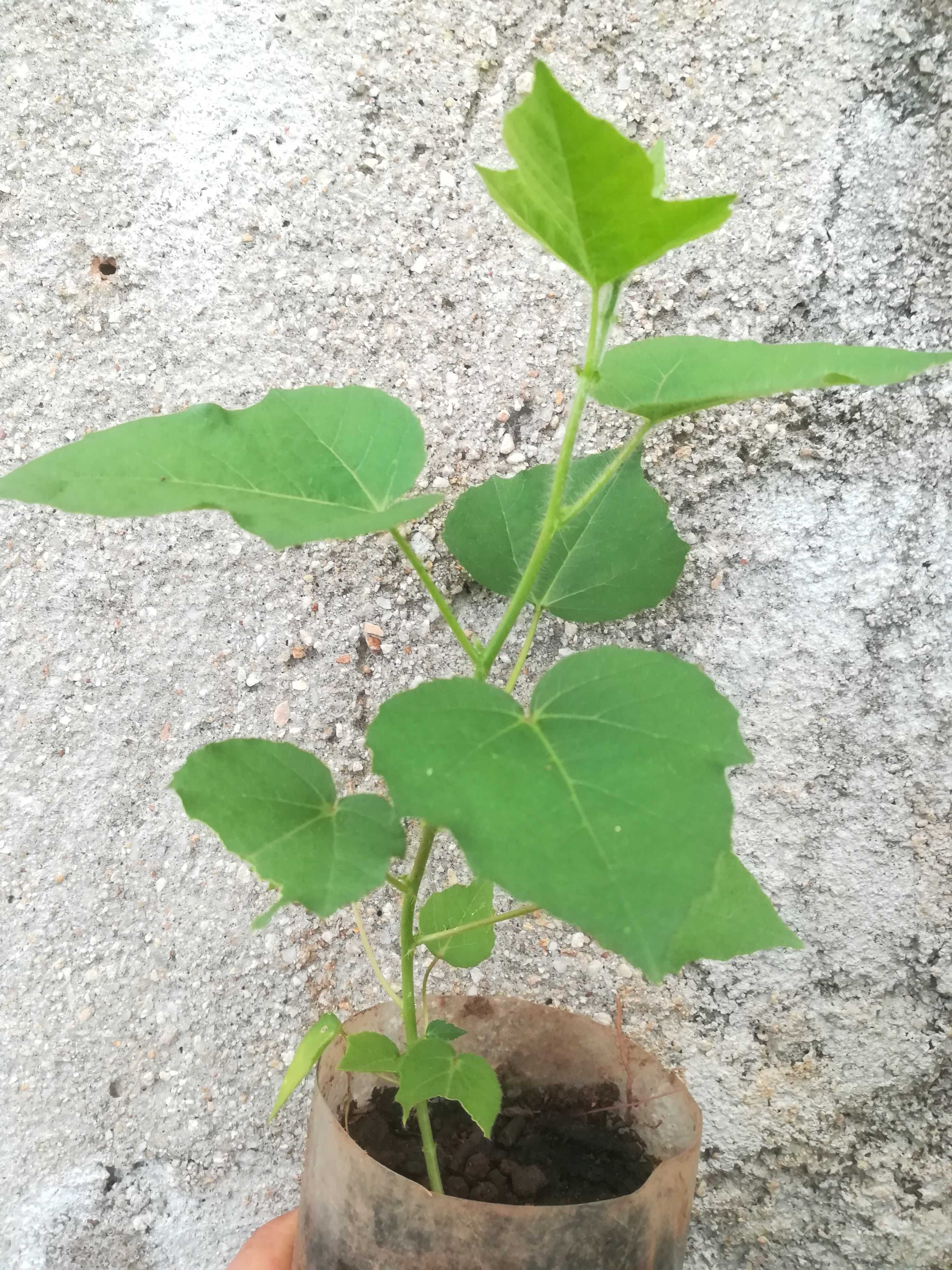 Maracuja Morifolia