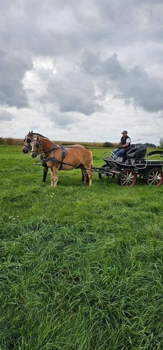 Klacz Haflinger Natka 3 lata