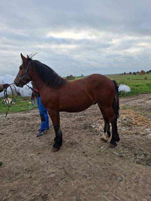 Ogier zimnokrwisty roczny