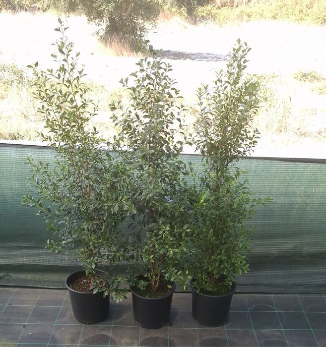 Eugenias Myrtifolia 1 metro