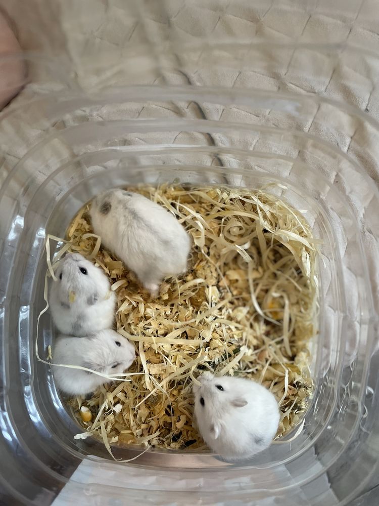 Продаємо маленьких хомячків