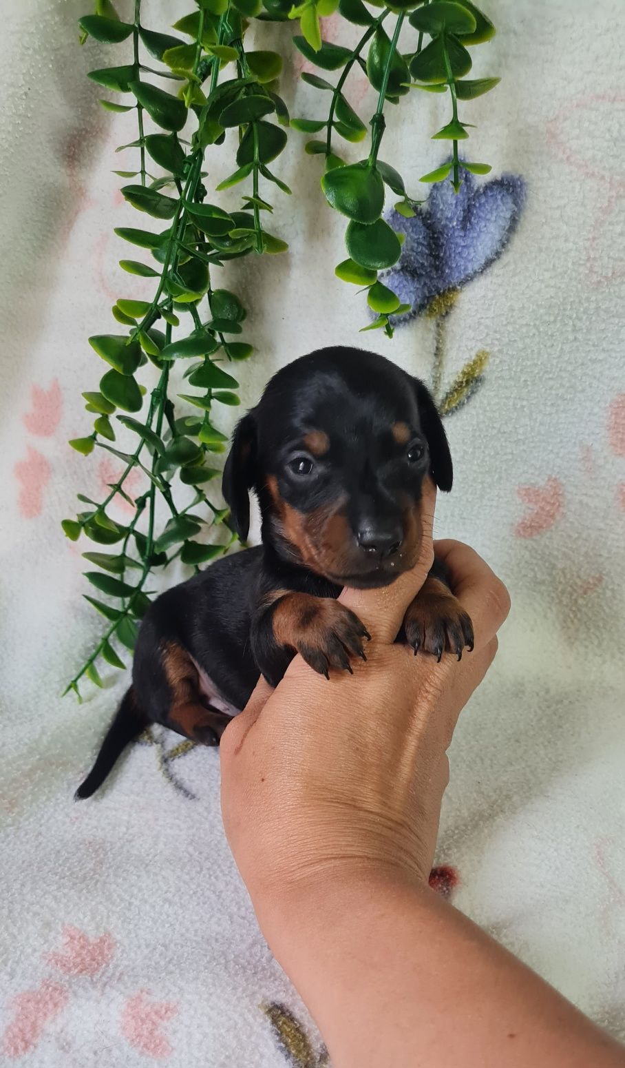 Estupendo menino Teckel Black tan de Qualidade
