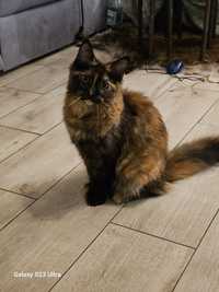 Kotka Maine Coon