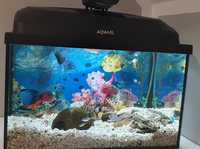 Zestaw akwarium rybki Aquael, karmnik Eheim, pompka, filtr kubełkowy