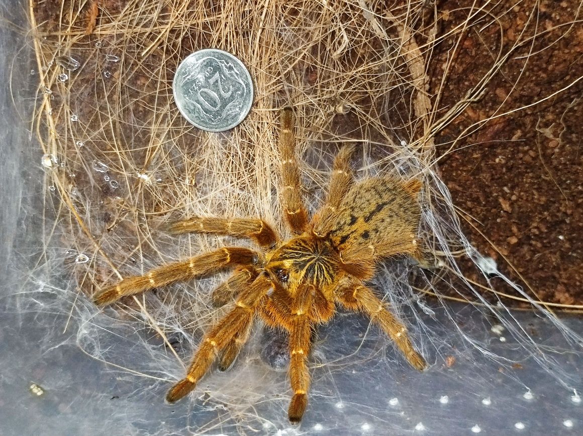 Pterinochilus murinus samica 4,5DC.