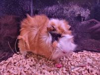 Świnka morska - kawia domowa | świnka | Petmarket
