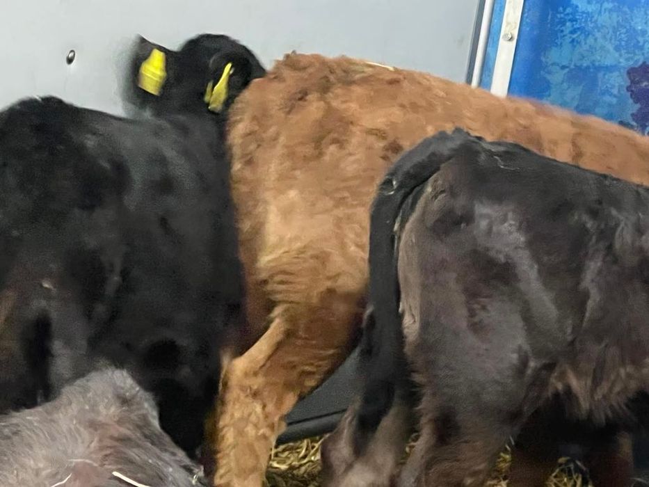 Cielaki mięsne z dostawą Piątek