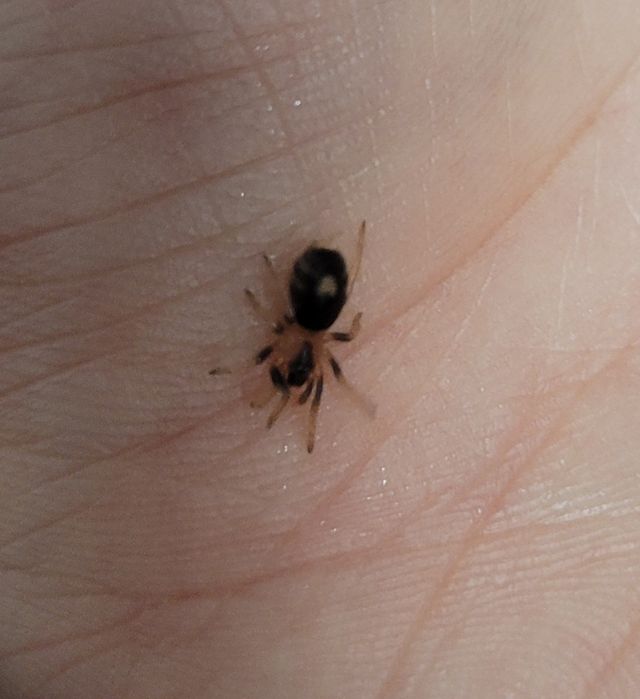 Cyriocosmus elegans