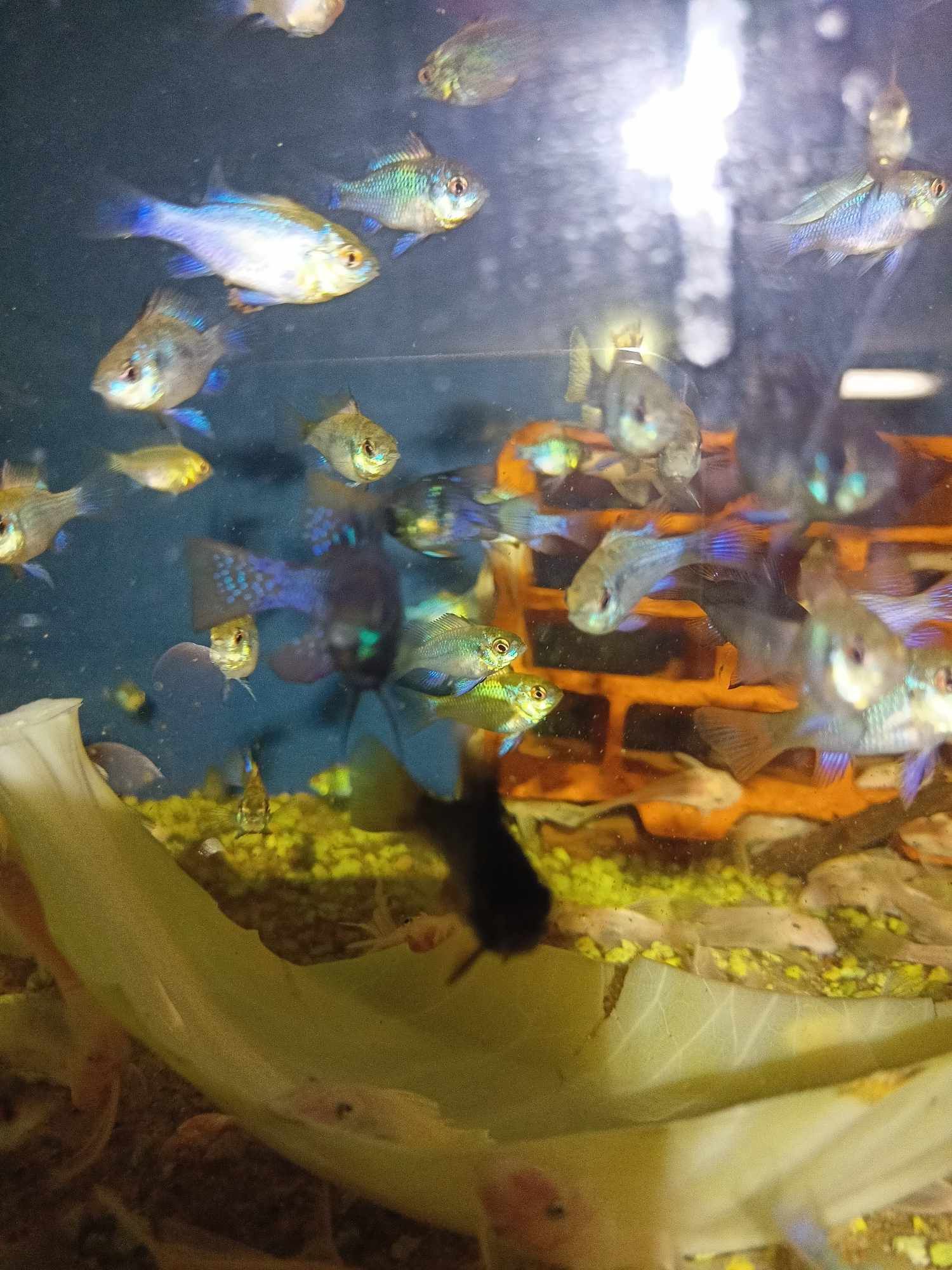 Super cena Pielęgniczka Ramireza Czarna – Apistogramma ramirezi black