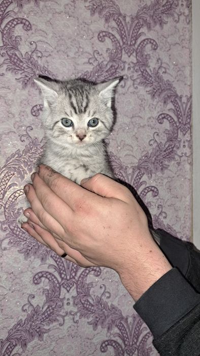 Продам котика 2.5 місяців