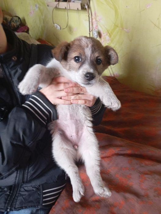 Віддаю щиня в добрі руки