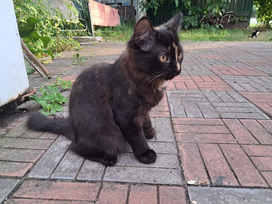 Кошенята в добрі руки