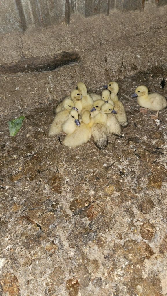 Patos com uma semana