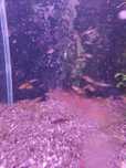 Phallichtias tico
