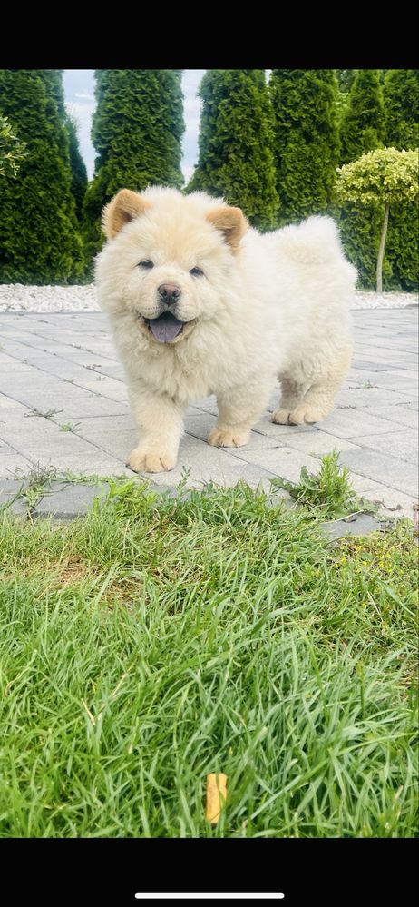Chow Chow biała suczka