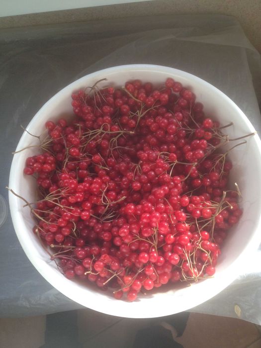 Калина свіжа домашня, ягоди, кг