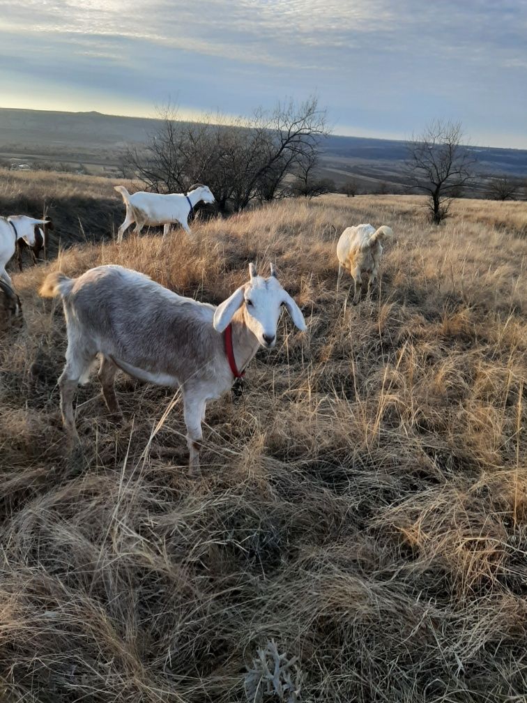 Продам козочку англонубийскую