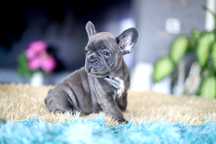 Buldog Francuski Suczka Blue