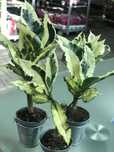 Кротон Тамара (Codiaeum variegatum ‘Tamara’) —20 см