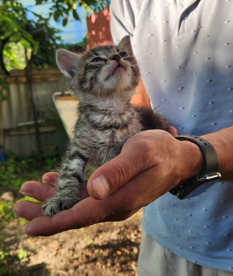 Шестеро котят. Бесплатно.