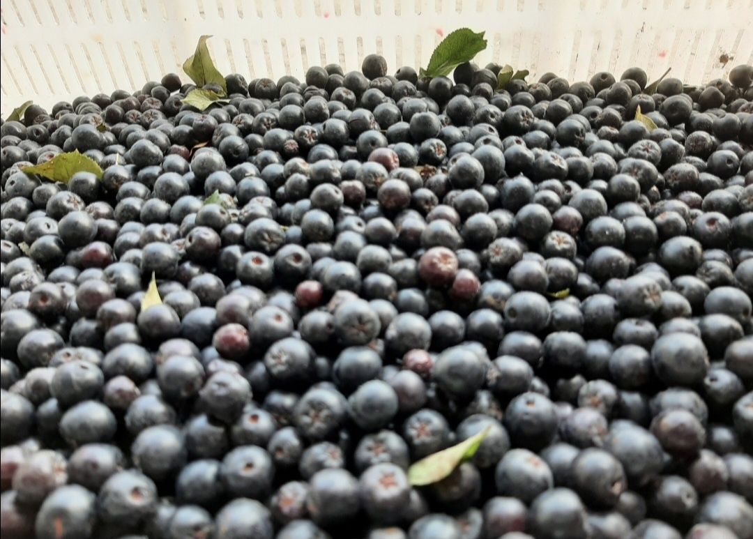 Aronia od producenta paczka 5kg, wysyłka Inpost