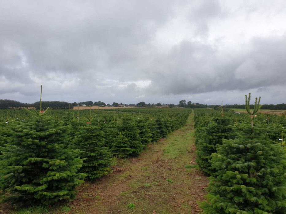 Jodła Kaukaska Cięta 230-280 cm lub w donicy 100-180 cm/ TuChoinki.pl