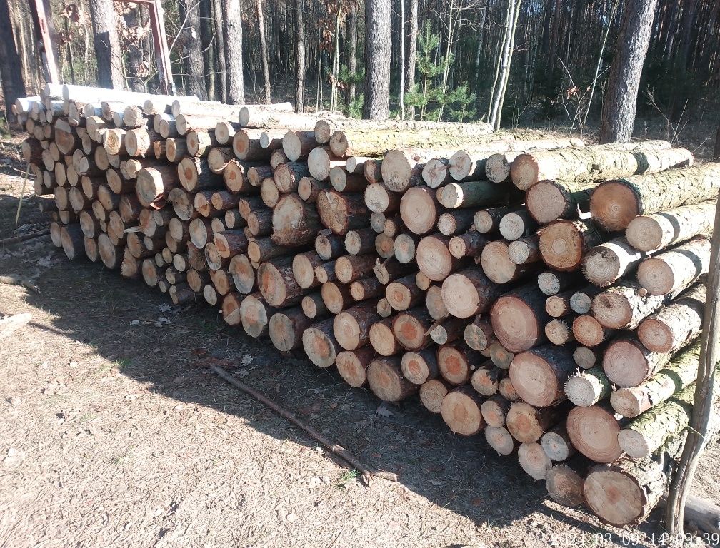 Drewno opałowe, kominkowe, sosna, opał, papierówka - 120 zł/mp