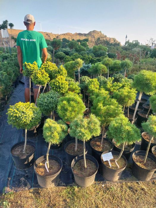 Dostawa gratis Bonsai Sosna świerk KULA SZCZEPIONA na pniu 10l