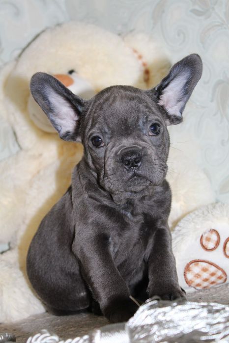 Хлопчик французький бульдог