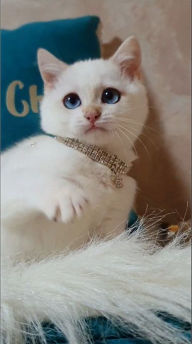 Золотой британский шиншилла пойнт