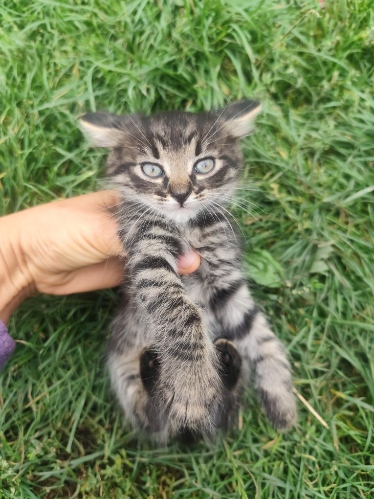Подарую кошенят.
