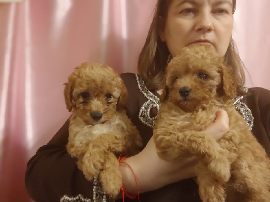 Той пудель, дівчатка