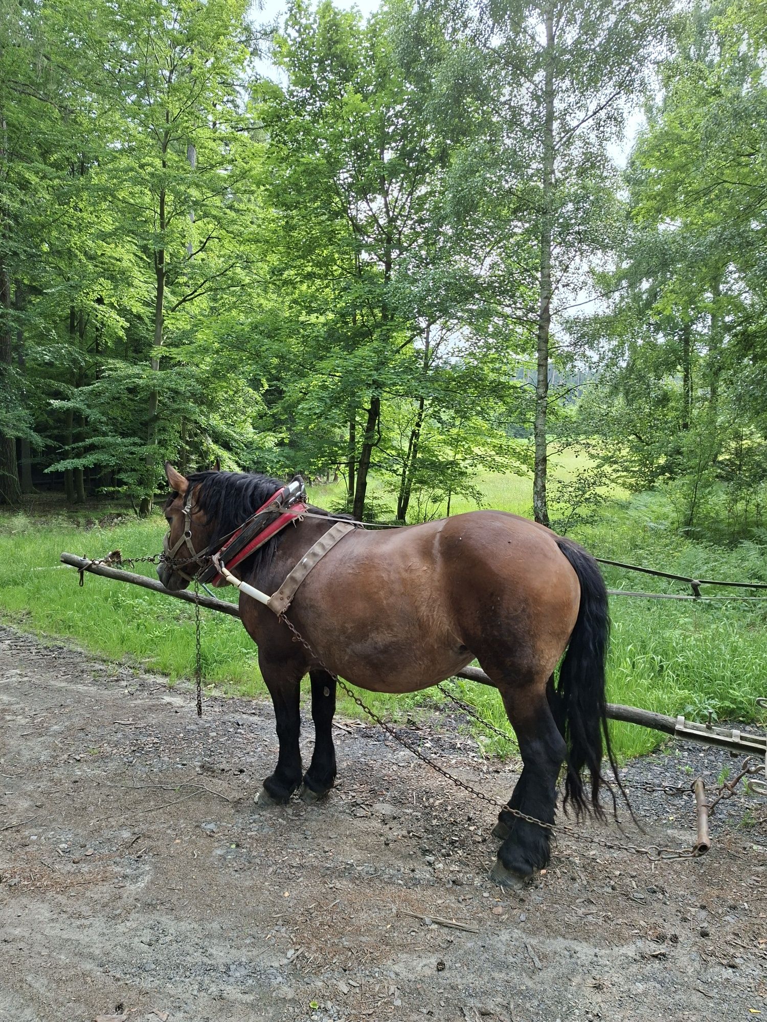 Sprzedam klacz zimnokrwistom
