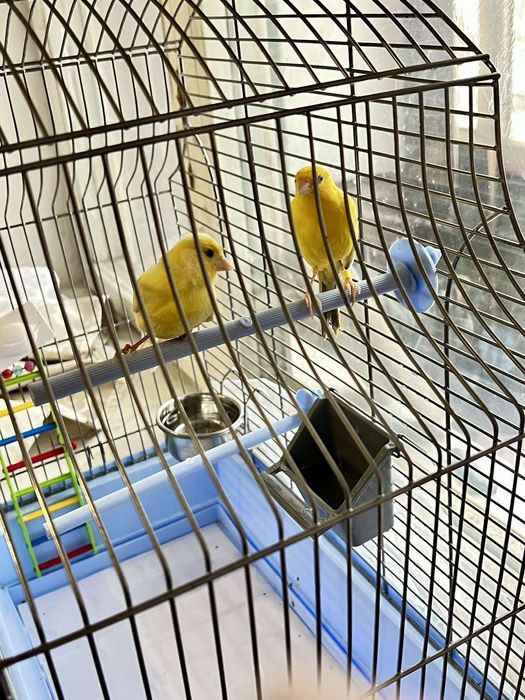 Продам клетку для Конора!!! Срочно!!!