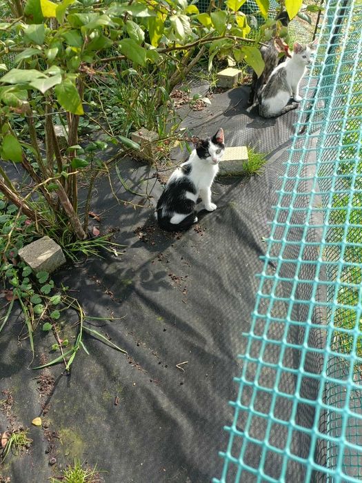 Oddam koty w dobre ręce