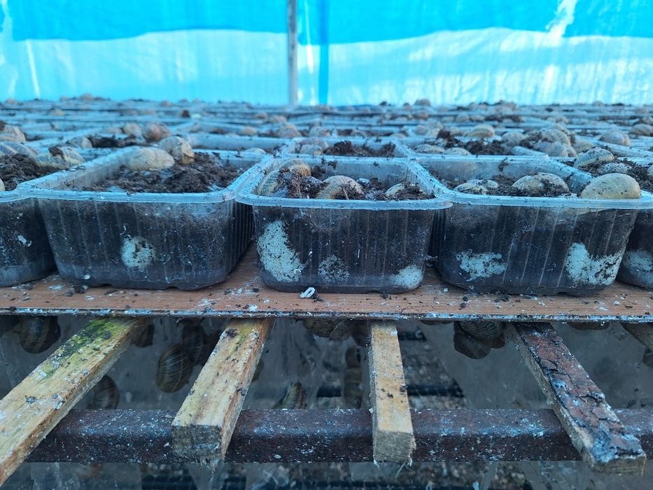 kokony I oseski ślimaka Maxima Muller