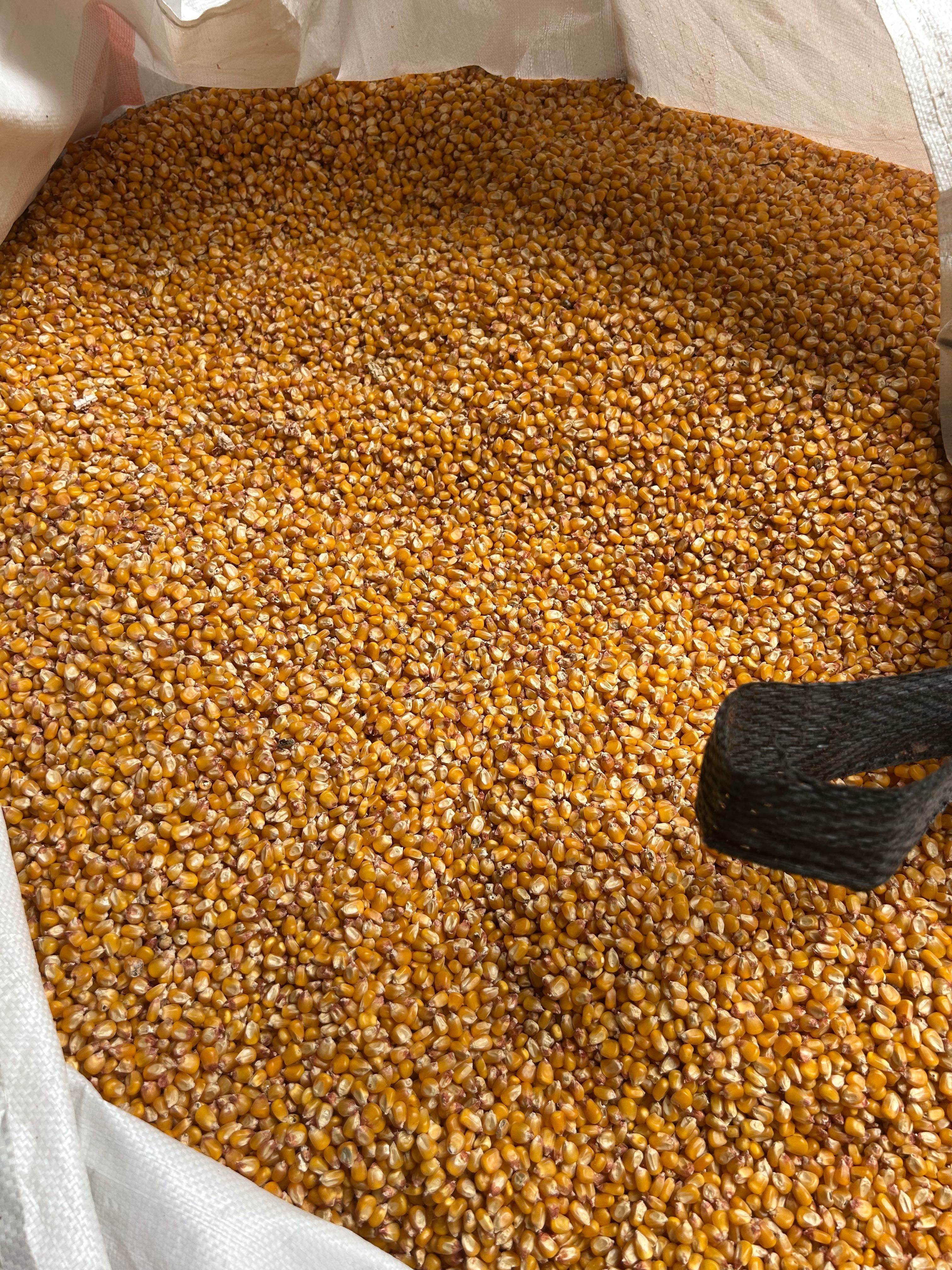 Milho amarelo  para venda