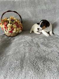 Jack Russell Terrier - suczka