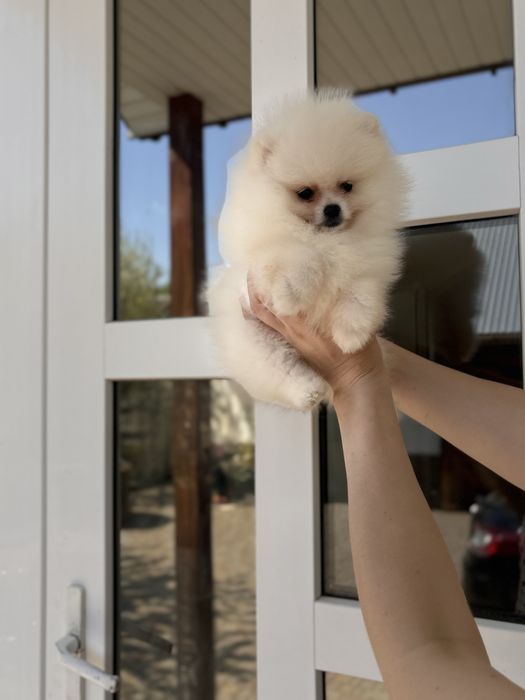 шикарна дівчинка шоу класу