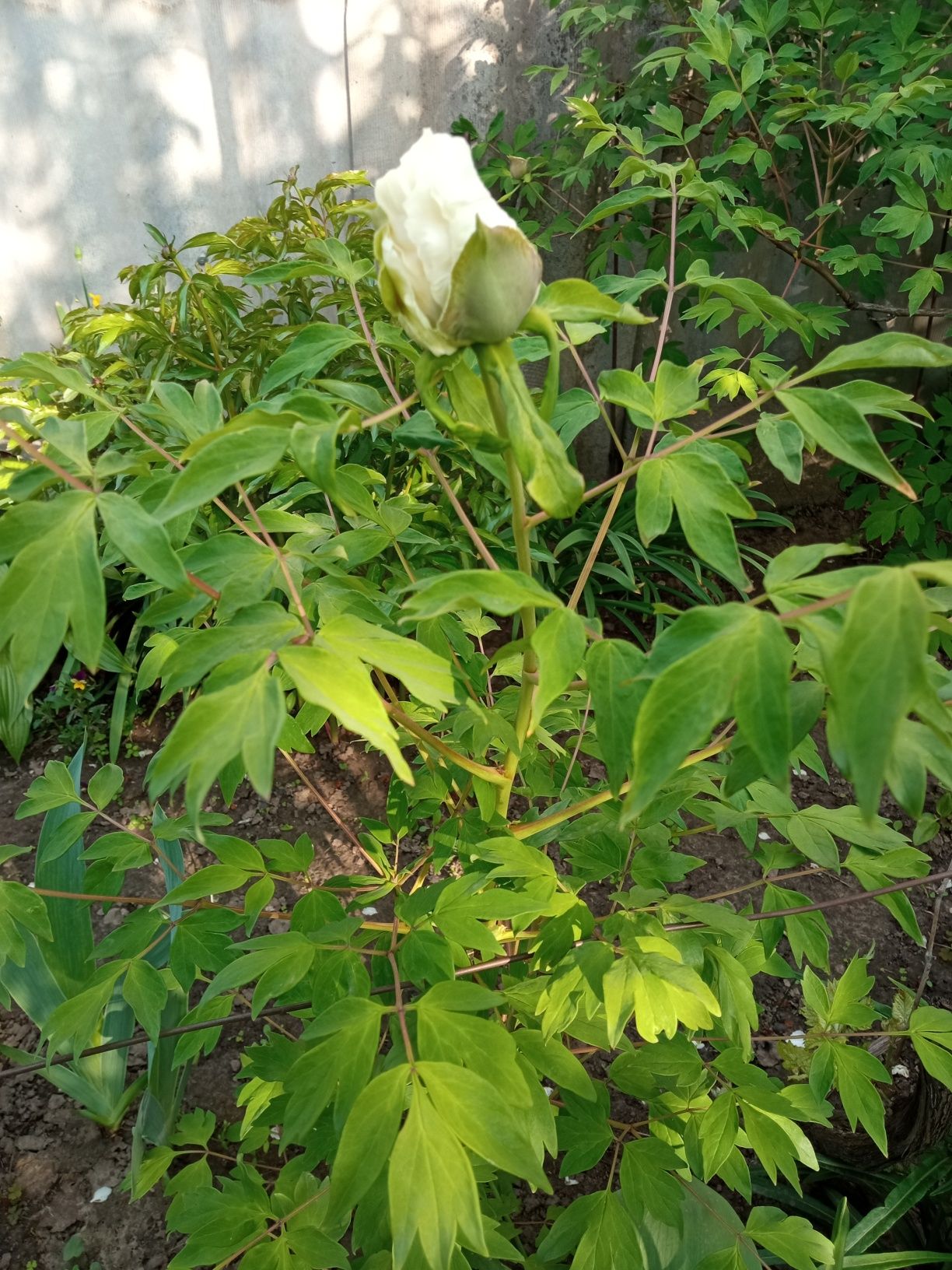 Древовидный пион трехлетка, цветущий, белый, бордо